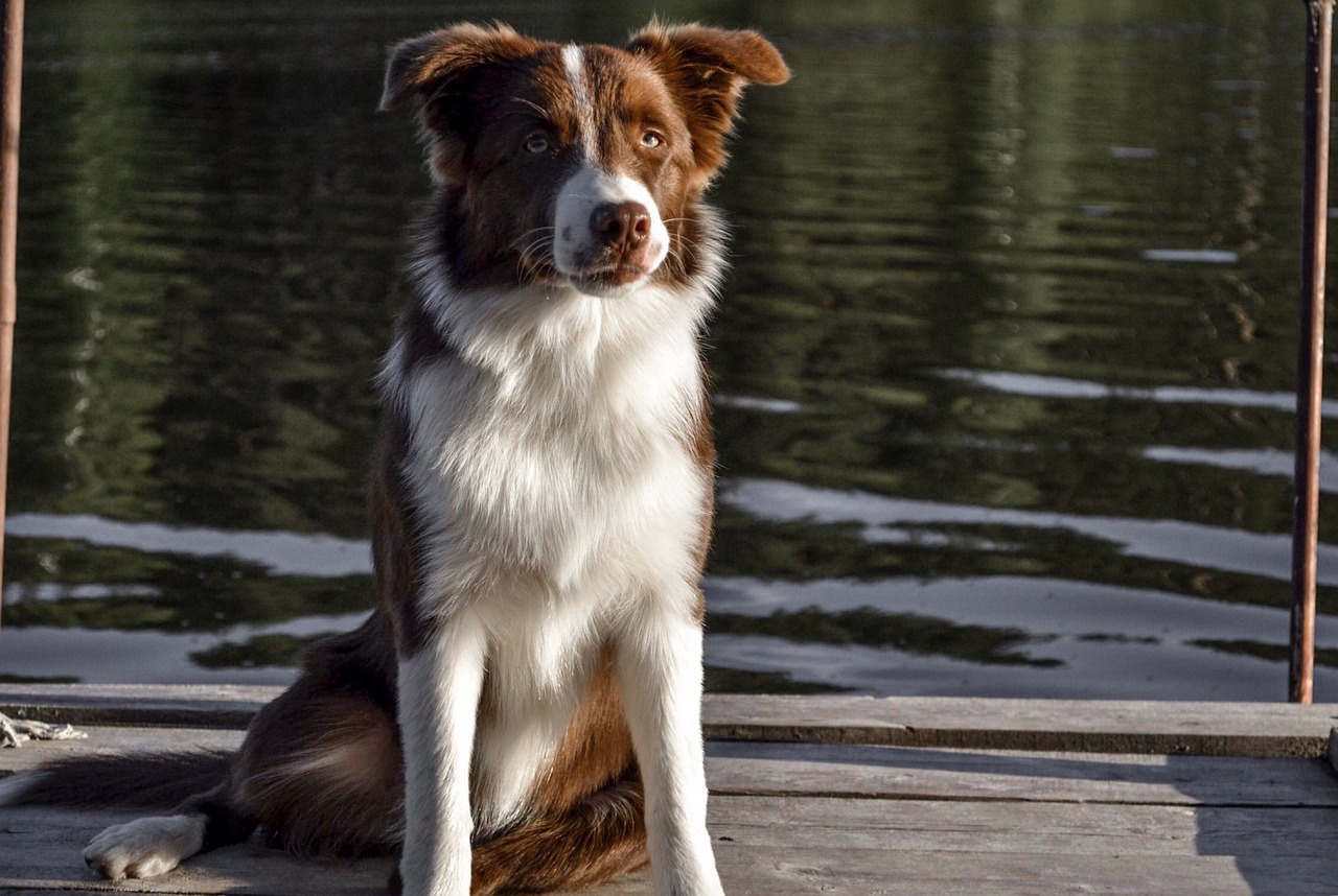 The Energetic Spirit of Border Collies